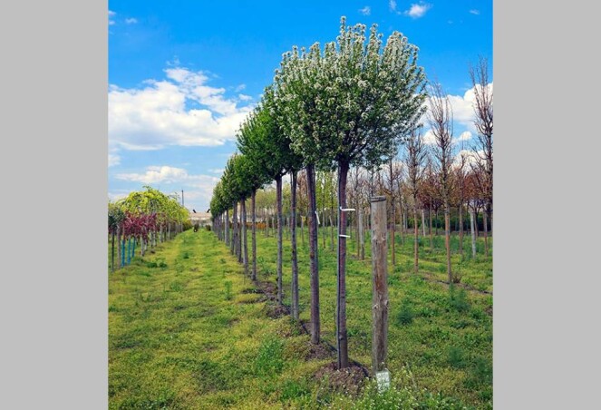 Вишня шаровидная "Umbraculifera"