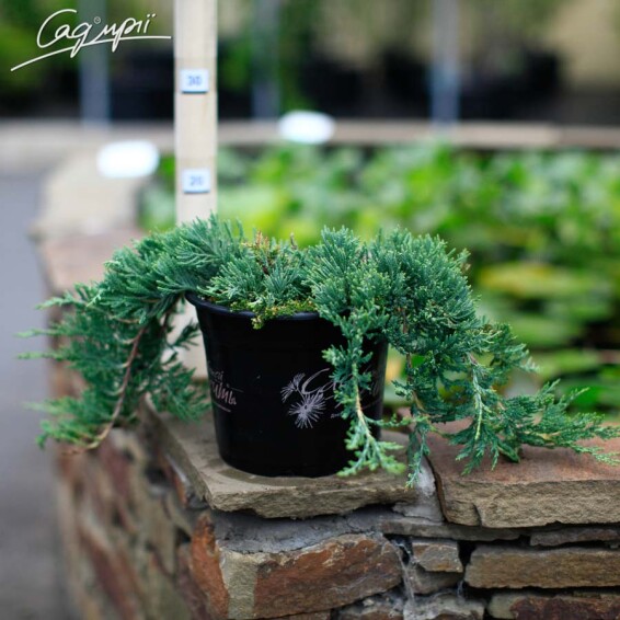 Можжевельник горизонтальный 'Wiltonii' - 1 Можжевельник горизонтальный 'Wiltonii' - 1