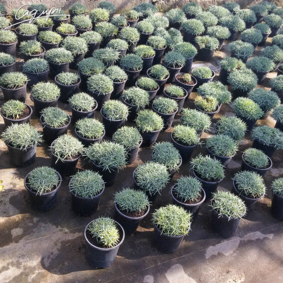 Гвоздика сірувато-блакитна 'Badenia' - 5