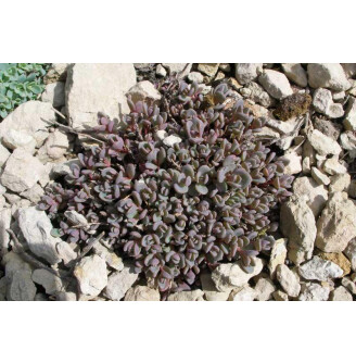 Очиток синій