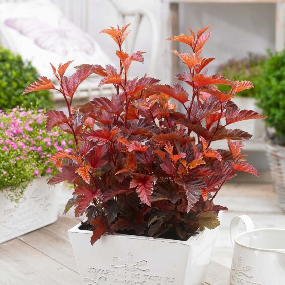 Пузыреплодник калинолистный 'Little Angel' - 2 Пузыреплодник калинолистный 'Little Angel' - 2