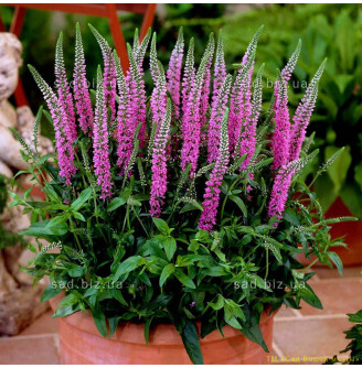 Вероніка колоскова 'Rose Zwerg'