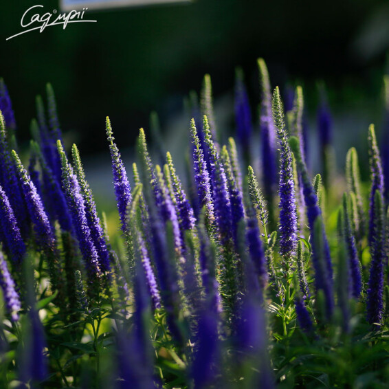 Вероніка колоскова 'Ulster Blue Dwarf' - 5 Вероніка колоскова 'Ulster Blue Dwarf' - 5
