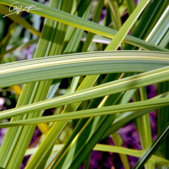 Спартина гребенчатая 'Aureomarginata' - 4