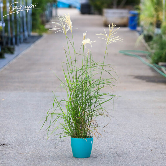 Міскантус китайський 'Kleine Fontane', C3 - - 2