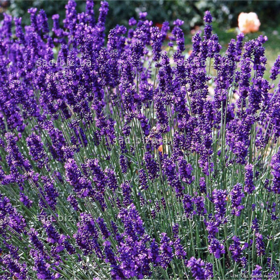 Лаванда вузьколиста 'Dwarf Blue' - 1