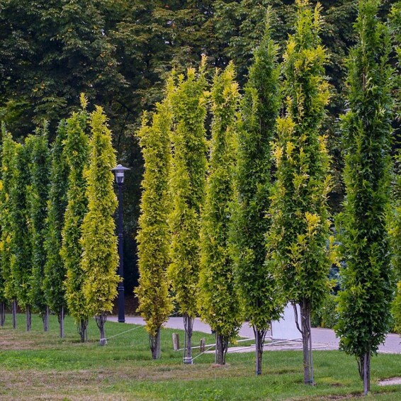 Дуб болотный 'Green Pillar' - 6