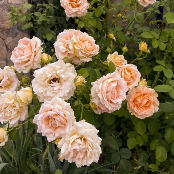 Роза флорибунда 'Polka' - 4