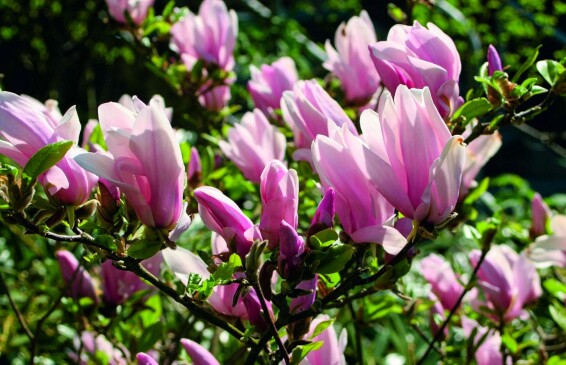 Магнолия 'George Henry Kern' - 2