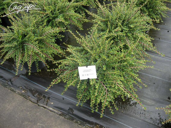 Кизильник горизонтальний - 5