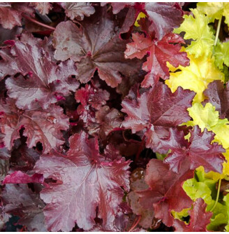 Гейхерела 'Burnished Bronze'