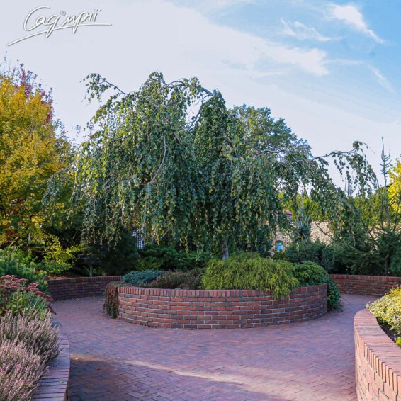 Береза плакуча 'Youngii', C60 10--12 - St. 180-200 - 14