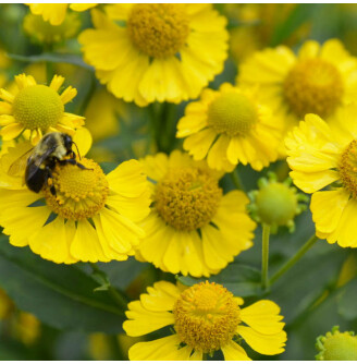 Геленіум 'Kanaria'