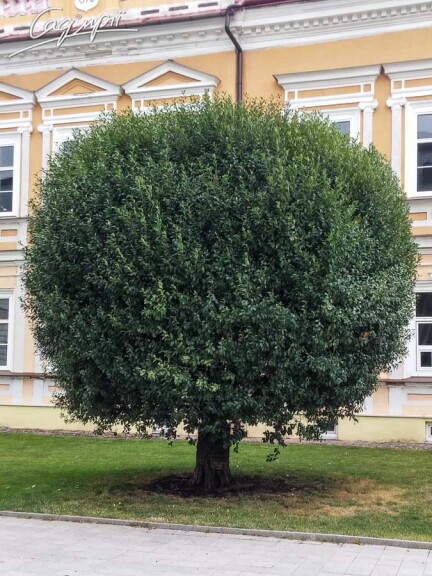 Вишня шаровидная 'Umbraculifera' #1, С32 10--12 250-300 St. 225 - 9