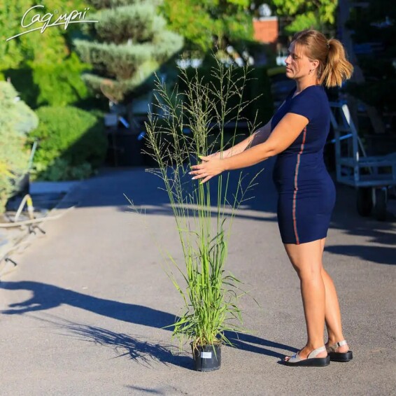 Молінія очеретяна 'Transparent', C2 - - 2