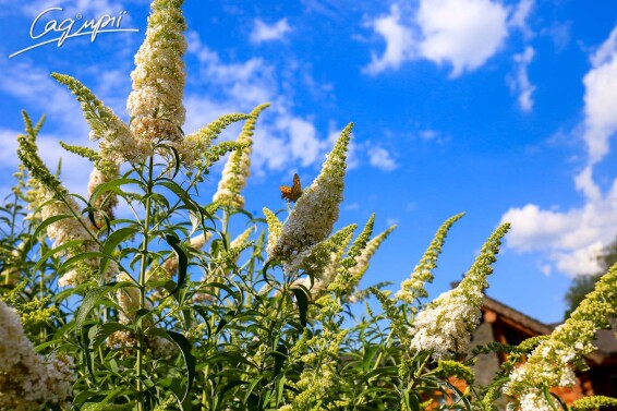 Буддлея Давида 'White Profusion' - 11