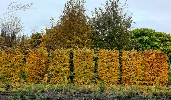 Граб обыкновенный - 5 Граб обыкновенный - 5