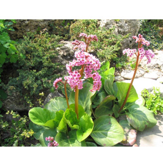 Бадан серцелистий 'Baby Doll'