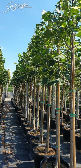 Липа кавказька #6, WRB 25--30 500+ St. 180 - 2 Липа кавказька #6, WRB 25--30 500+ St. 180 - 2