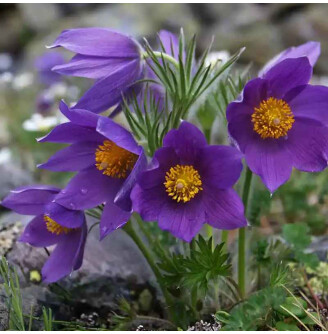 Простріл звичайний 'Blue'