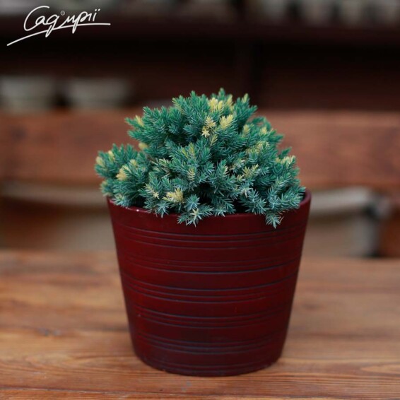 Можжевельник чешуйчатый 'Floreant' - 1 Можжевельник чешуйчатый 'Floreant' - 1