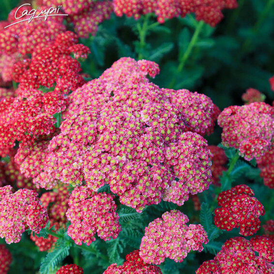 Деревій 'Pomegranate' - 3