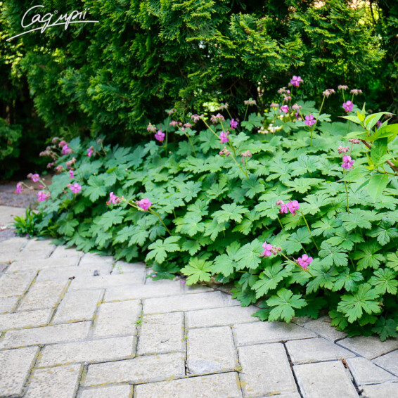 Герань великокорневищна, p9 - - 1 Герань великокорневищна, p9 - - 1