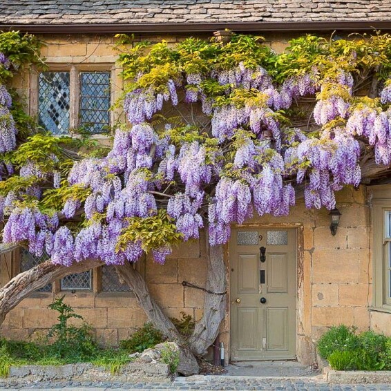 Гліцинія китайська - 1