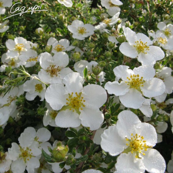 Перстач кущовий 'Abbotswood' - 1