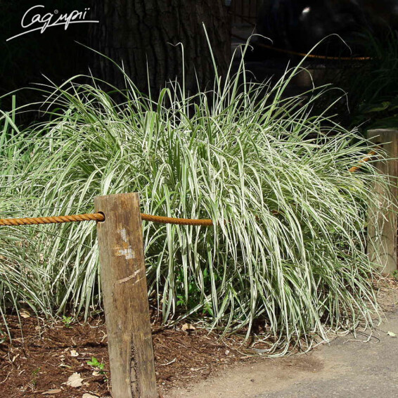 Мискантус китайский 'Variegatus' - 7