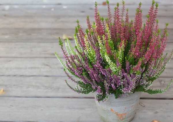 Увага, у Садовому центрі нове надходження вересів!