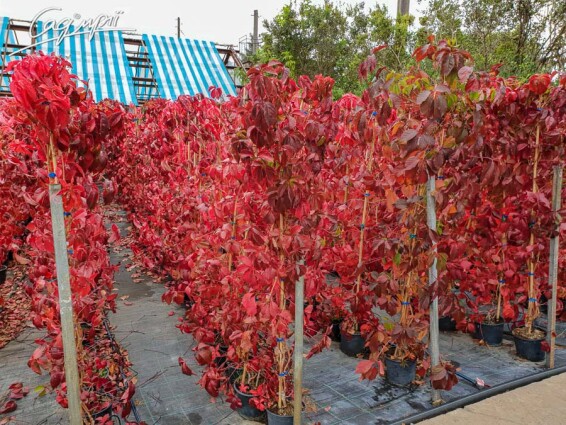 Виноград дівочий п'ятилисточковий - 2