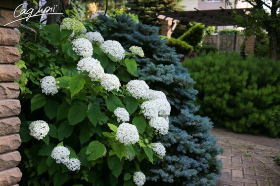 Гортензія деревовидна 'Annabelle' #1, p9 - - 5