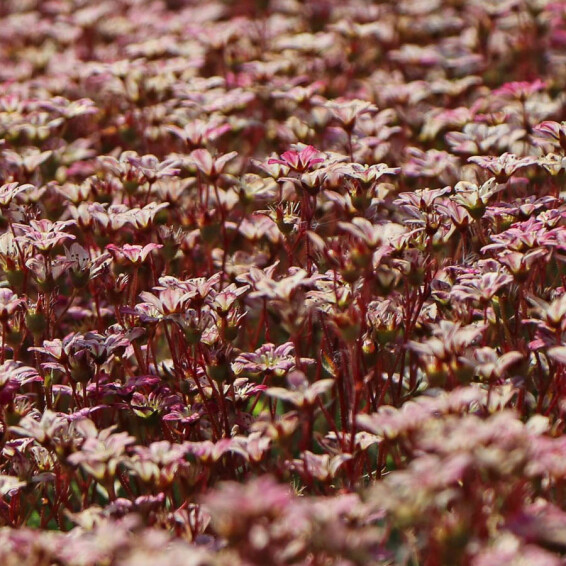 Ломикамінь Арендса 'Peter Pan' - 3 Ломикамінь Арендса 'Peter Pan' - 3