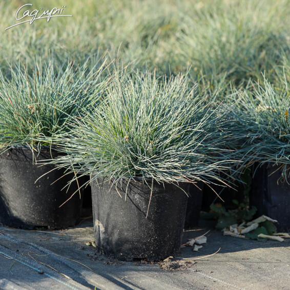 Овсяница сизая, P9 - - 2