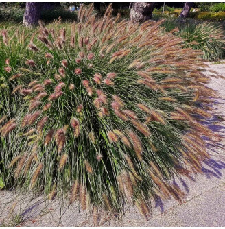 Пенісетум лисохвостий 'Viridescens'