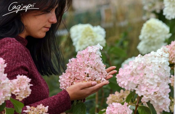 Гортензия метельчатая 'Vanille Fraise'® #4, С2 80-100 - 1