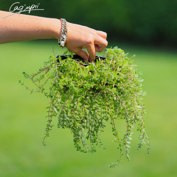 Очиток лозовидный - 1