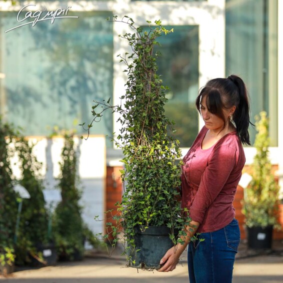 Плющ звичайний 'Ivalace' - 2