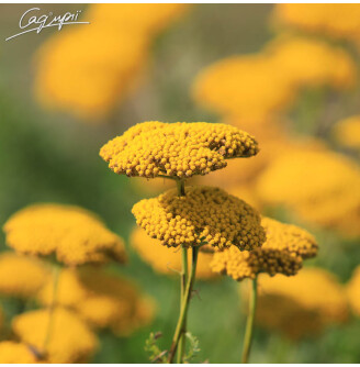 Деревій таволговий 'Coronation Gold'