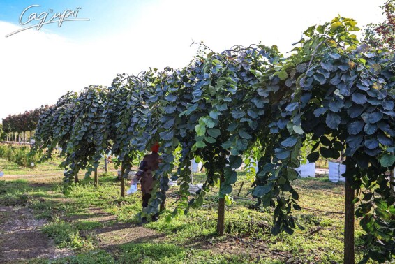 В'яз шорсткий 'Camperdownii' #2, WRB 30--35 250-300 St. 200-225 - 8