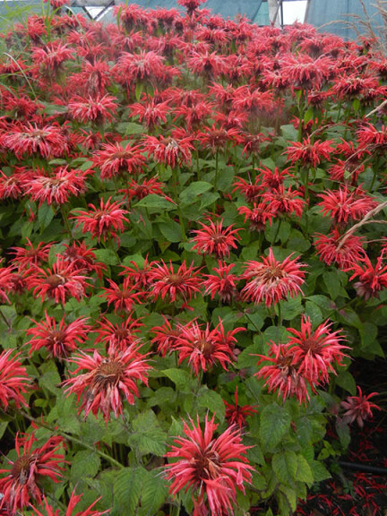 Монарда гібридна 'Gardenview Scarlet' - 1