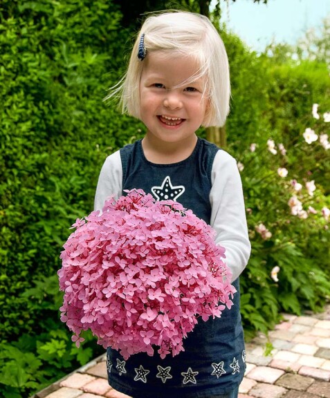 Гортензія деревовидна 'Pink Annabelle' - 7