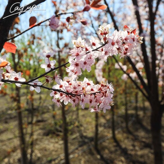 Слива розчепірена 'Nigra' - 15