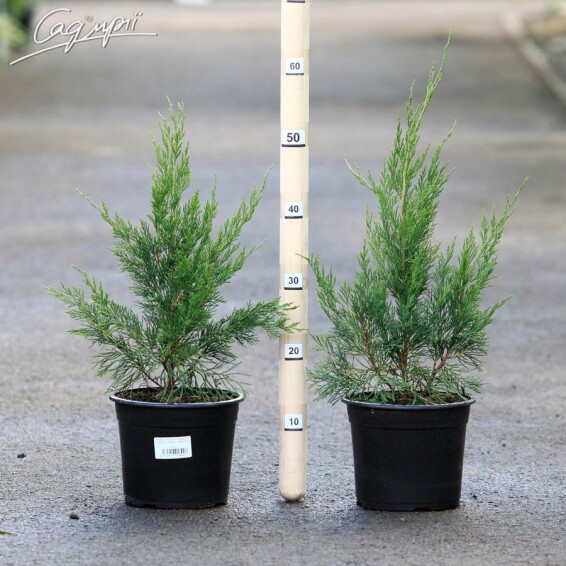 Можжевельник китайский 'Spearmint' #3, C3 - - 1