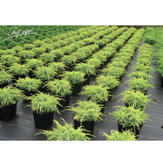 Можжевельник чешуйчатый 'Holger'