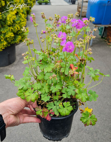 Герань кембріджська 'Cambridge', C1.5 - - 1