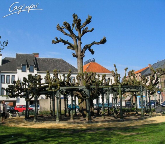 Платан кленолистный #13, WRB 18--20 700+ St. 160-180 - 10