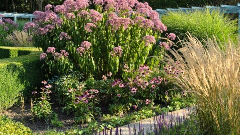 Сідач плямистий — сила природи в саду