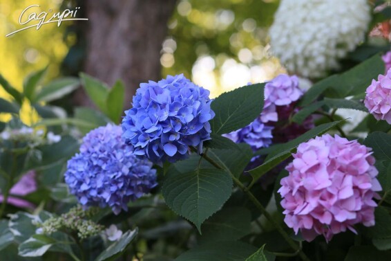 Гортензия крупнолистная 'Fripon' - 2